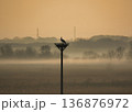 コウノトリの霧に包まれる朝 136876972