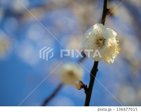 晴れた2月に美しく咲いた白い梅の花「白牡丹(ハクボタン)」 晴れた2月に美しく咲いた白い梅の花「白牡丹(ハクボタン)」 136877015