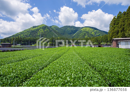 新茶畑・すいざわ茶《三重県 四日市市 水沢町》 136877038