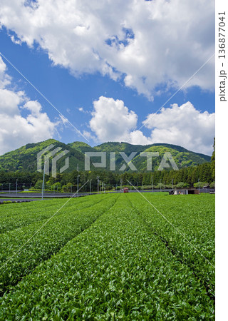新茶畑・すいざわ茶《三重県 四日市市 水沢町》 136877041