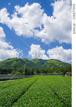 新茶畑・すいざわ茶《三重県 四日市市 水沢町》 136877045