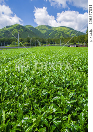 新茶畑・すいざわ茶《三重県 四日市市 水沢町》 136877051