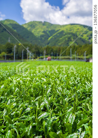 新茶畑・すいざわ茶《三重県 四日市市 水沢町》 136877056