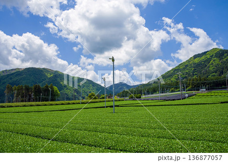 新茶畑・すいざわ茶《三重県 四日市市 水沢町》 136877057