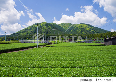 新茶畑・すいざわ茶《三重県 四日市市 水沢町》 136877061