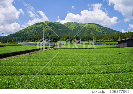 新茶畑・すいざわ茶《三重県 四日市市 水沢町》 136877063