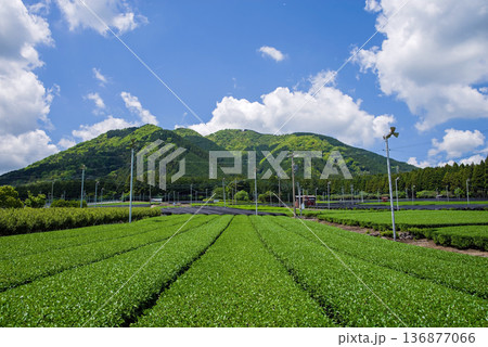 新茶畑・すいざわ茶《三重県 四日市市 水沢町》 136877066