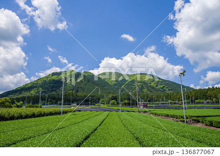 新茶畑・すいざわ茶《三重県 四日市市 水沢町》 136877067