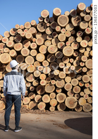 建築現場などで丸太や建材の木材を背景にヘルメットをつけた男性の後ろ姿の顔無し 136877083