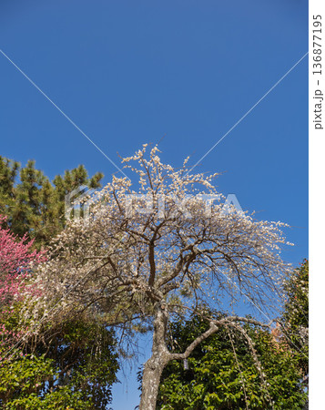 早春に咲く梅の花 枝垂れ梅【白滝枝垂】 早春に咲く梅の花 枝垂れ梅【白滝枝垂】 136877195