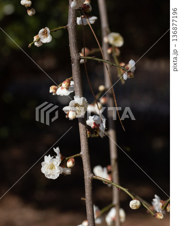 早春に咲く梅の花　枝垂れ梅【白滝枝垂】 136877196