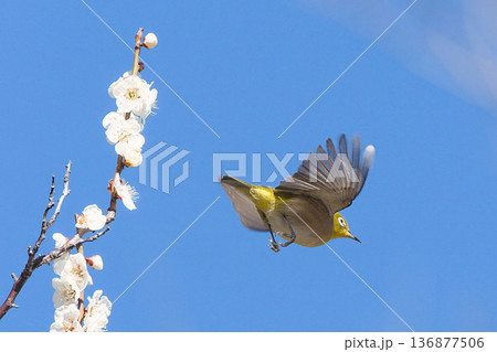 梅の蜜を吸うメジロ 136877506