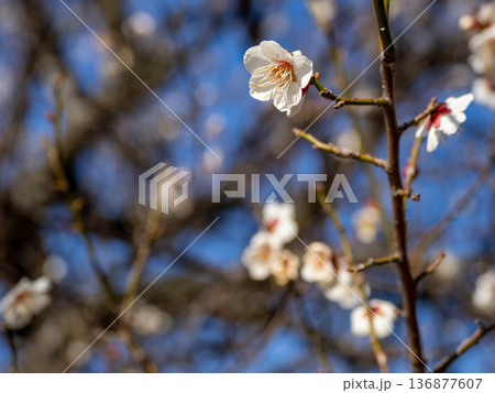 早春に咲く梅の花　白梅【浜千鳥】 136877607
