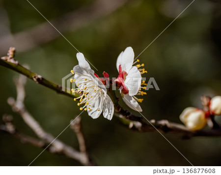 早春に咲く梅の花　白梅【浜千鳥】 136877608