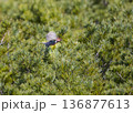 北海道の野鳥ギンザンマシコ 136877613