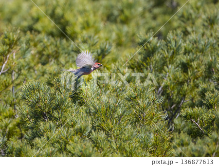 北海道の野鳥ギンザンマシコ 北海道の野鳥ギンザンマシコ 136877613
