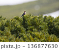 野生のギンザンマシコ 136877630