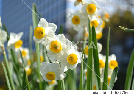 春の日差しを浴びて咲く都心のスイセン 136877662