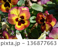 カラフルなパンジー 136877663