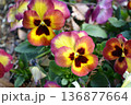 カラフルなパンジー 136877664