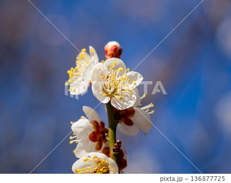 早春に咲く梅の花　白梅【南高】 136877725