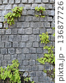 植物が這うレンガの壁 136877726