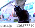恰幅のイイクロネコ 136877740