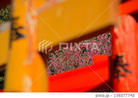 京都梅宮大社の梅 136877748