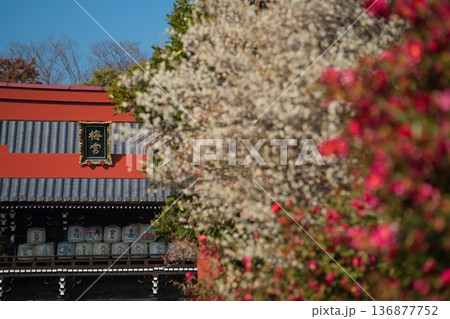 京都梅宮大社の梅 136877752
