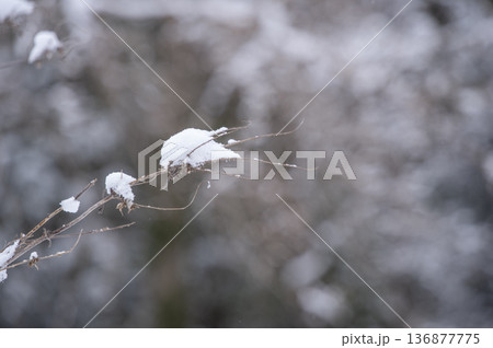 細い枝にふんわりと降り積もった雪 136877775