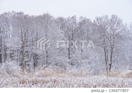 雪化粧した冬の森と枯れ草の広がる銀世界の風景 雪化粧した冬の森と枯れ草の広がる銀世界の風景 136877807