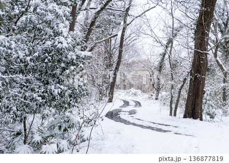 雪の積もる森の中を走る未舗装路のわだちと冬の樹木 雪の積もる森の中を走る未舗装路のわだちと冬の樹木 136877819