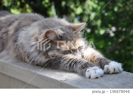 カナダの猫　ベランダでリラックス 136878048