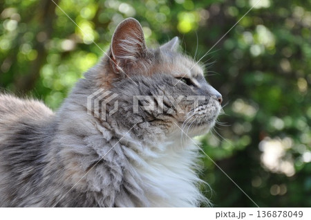カナダの猫　ベランダで日向ぼっこ 136878049