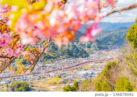 （静岡県）河津城址公園から見る河津桜並木 136878092