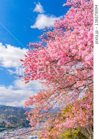 （静岡県）河津城址公園から見る河津桜並木 136878094