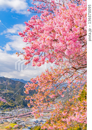 （静岡県）河津城址公園から見る河津桜並木 136878095