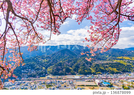 （静岡県）河津城址公園から見る河津桜並木 136878099