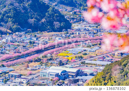 （静岡県）河津城址公園から見る河津桜並木 136878102