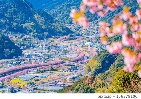 （静岡県）河津城址公園から見る河津桜並木 136878106