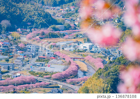 (静岡県)河津城址公園から見る河津桜並木 (静岡県)河津城址公園から見る河津桜並木 136878108