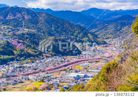 (静岡県)河津城址公園から見る河津桜並木 (静岡県)河津城址公園から見る河津桜並木 136878112