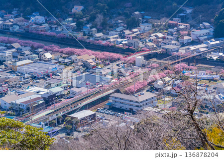(静岡県)河津城址公園から見る河津駅周辺の桜並木 (静岡県)河津城址公園から見る河津駅周辺の桜並木 136878204