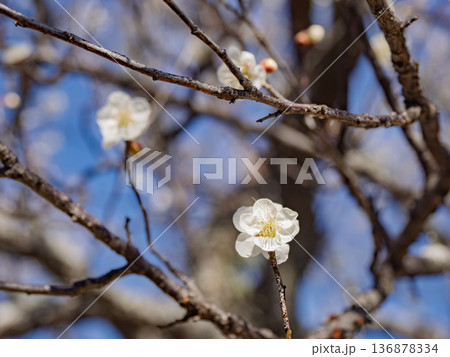 早春に咲く梅の花　白梅【白加賀】 136878334