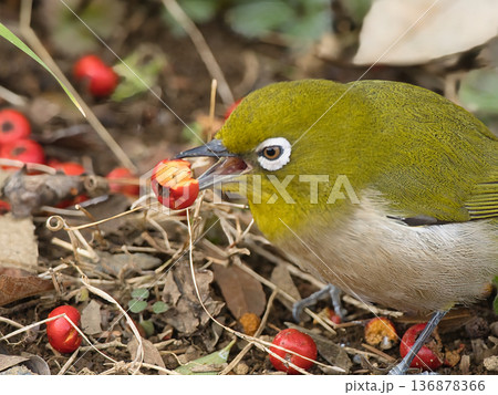 赤い実を食べるメジロ 136878366