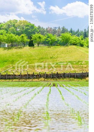 宮城　田植え直後の風景 136878399