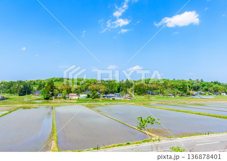 宮城　田植え直後の風景 136878401
