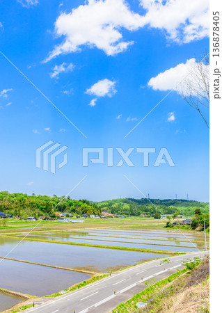 宮城　田植え直後の風景 136878405