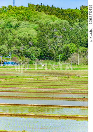宮城　田植え直後の風景 136878413