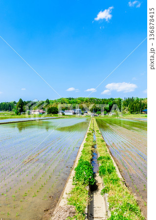 宮城 田植え直後の風景 宮城 田植え直後の風景 136878415